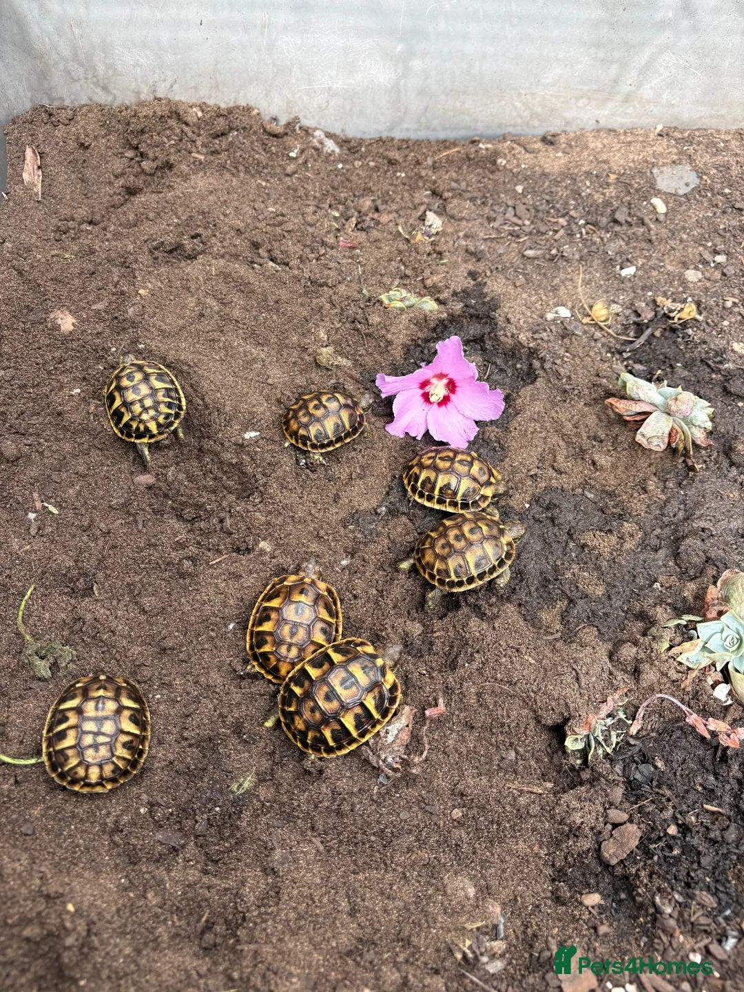 Tortoise reptiles for sale: Western Hermanns Tortoise - Advert 6
