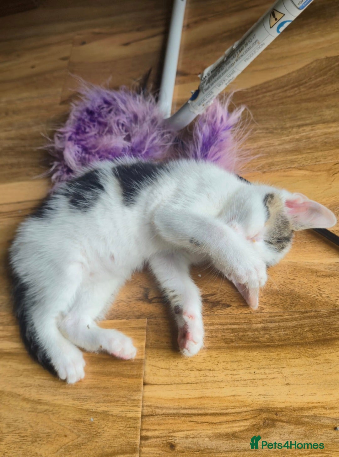 Mixed Breed cats for sale: Adorable 7 Mixed Breed Kittens 🐾 - Image 18