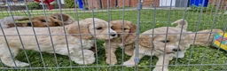 Cockapoo dogs for sale: Beautiful F1B Cockapoo Toy Poodle puppies for sale in Windsor - Advert 26
