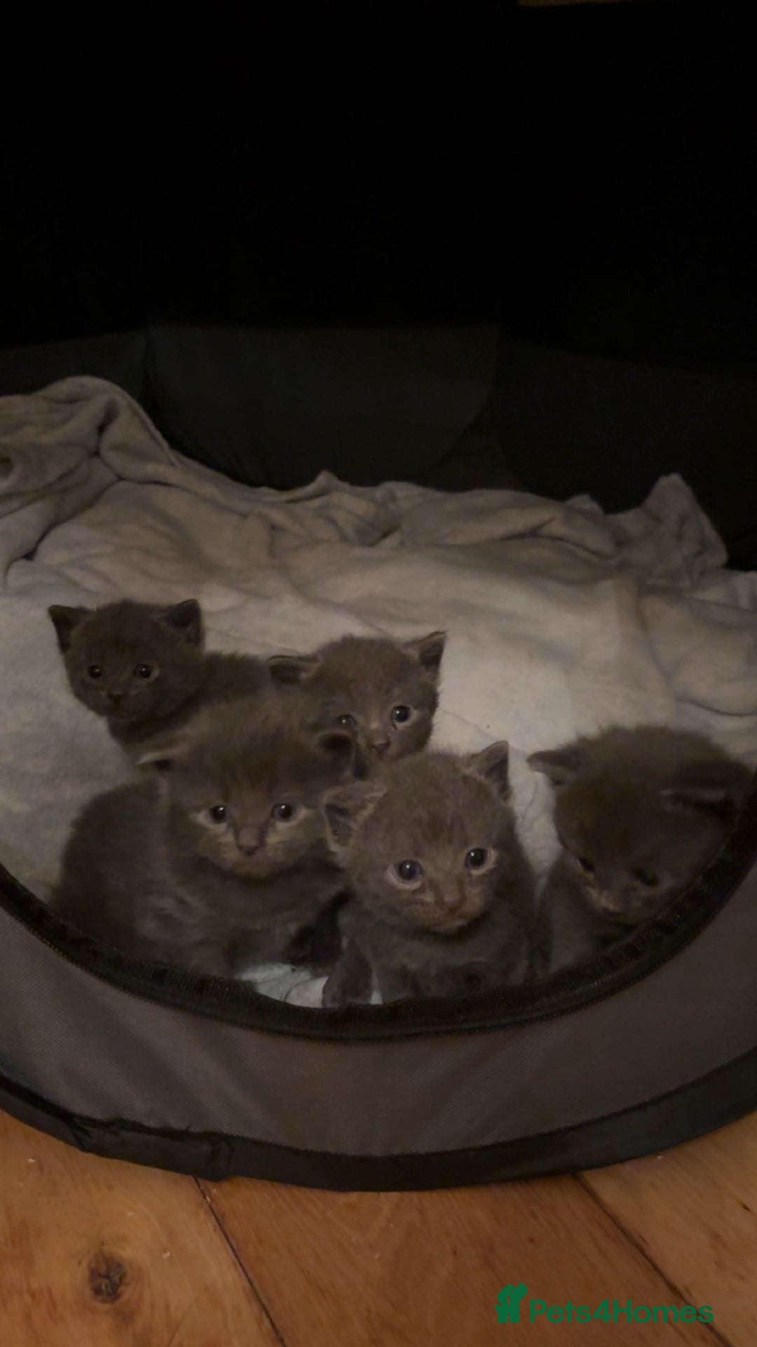 Domestic Shorthair cats for sale: Two Beautiful grey girls  - Image 1