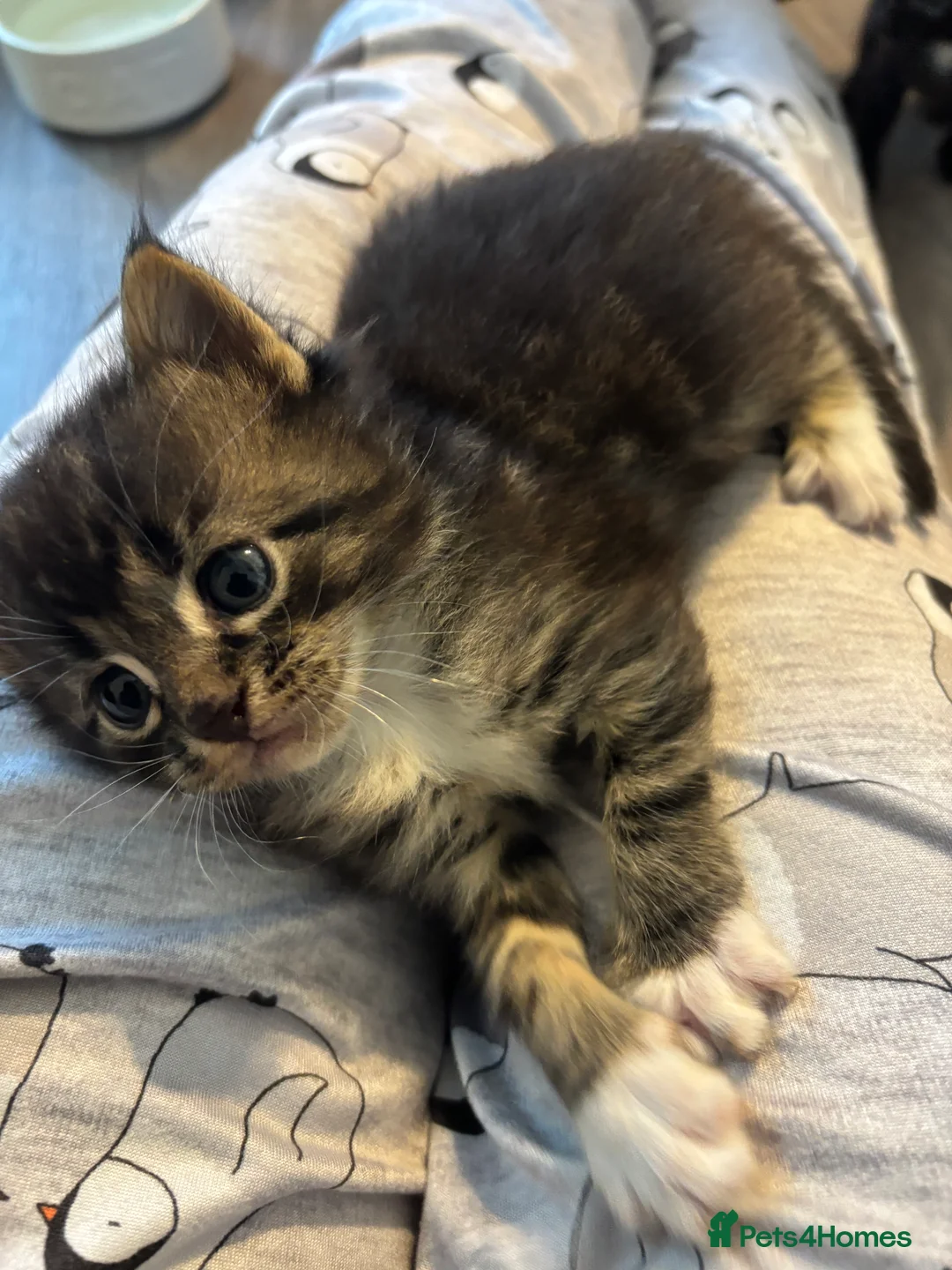 Maine Coon cats for sale: Beautiful Maine coon kittens - Advert 2