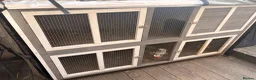 Lionhead rabbits for sale: 2 beautiful girl rabbits with hutch - Advert 5