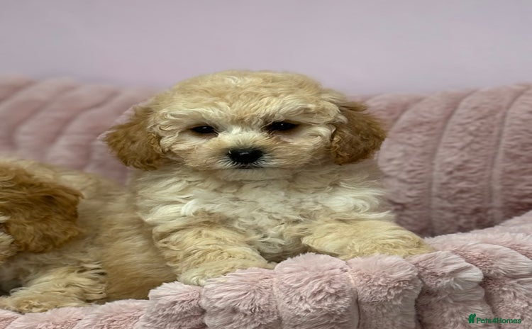 Cavapoo dogs - Advert 4