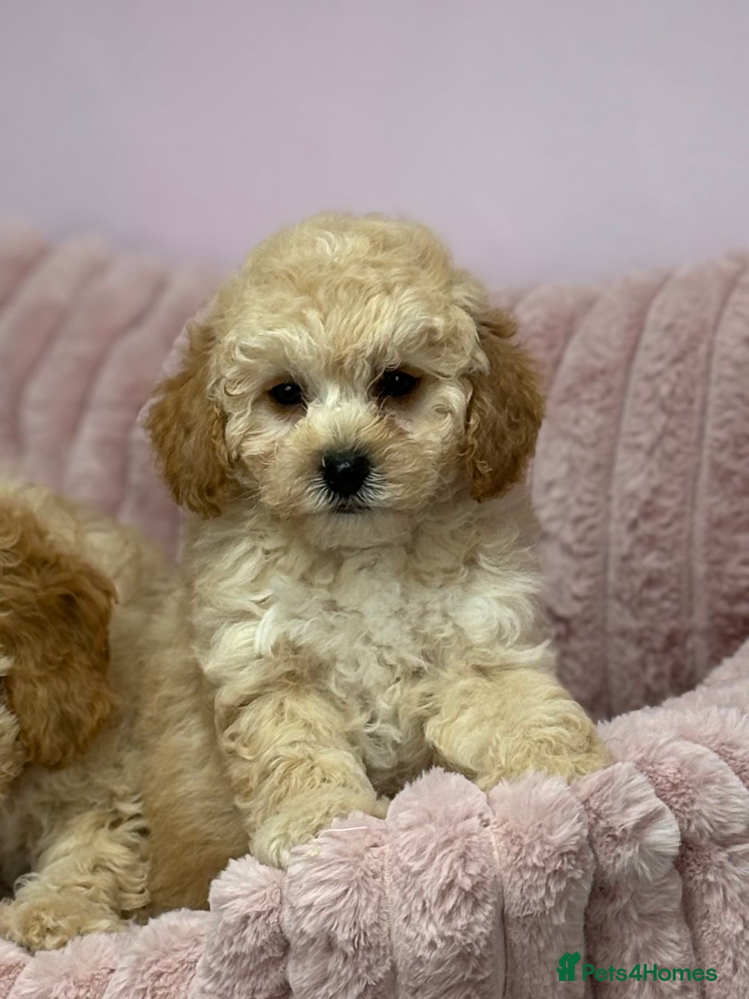 Cavapoo dogs for sale: Adorable Cavapoochon Puppies - Image 6