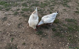 Chickens poultry for sale: Whole Laying Hen Flock for Sale, chicks, hens. - Image 1