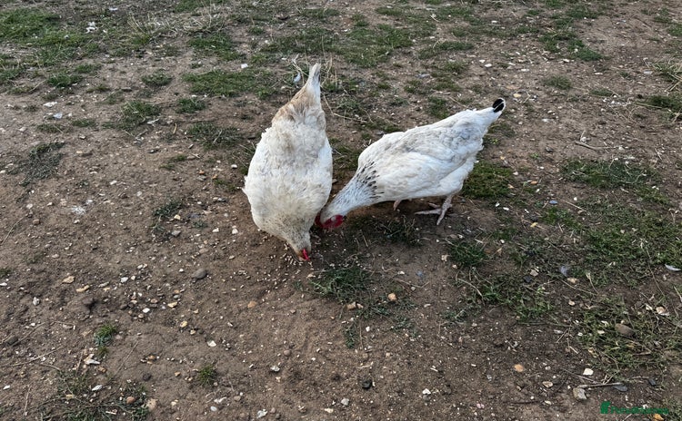 Chickens poultry - Advert 10