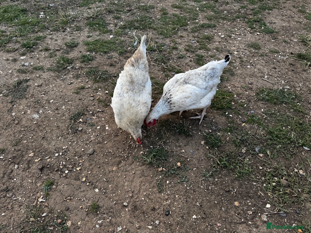 Chickens poultry for sale: Whole Laying Hen Flock for Sale, chicks, hens. - Image 1
