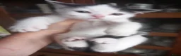Mixed Breed cats for sale: Persian mix and Persian kittens in London - Advert 30