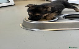 German Shepherd dogs for sale: Big beautiful big boned German Shepherd puppies - Image 10
