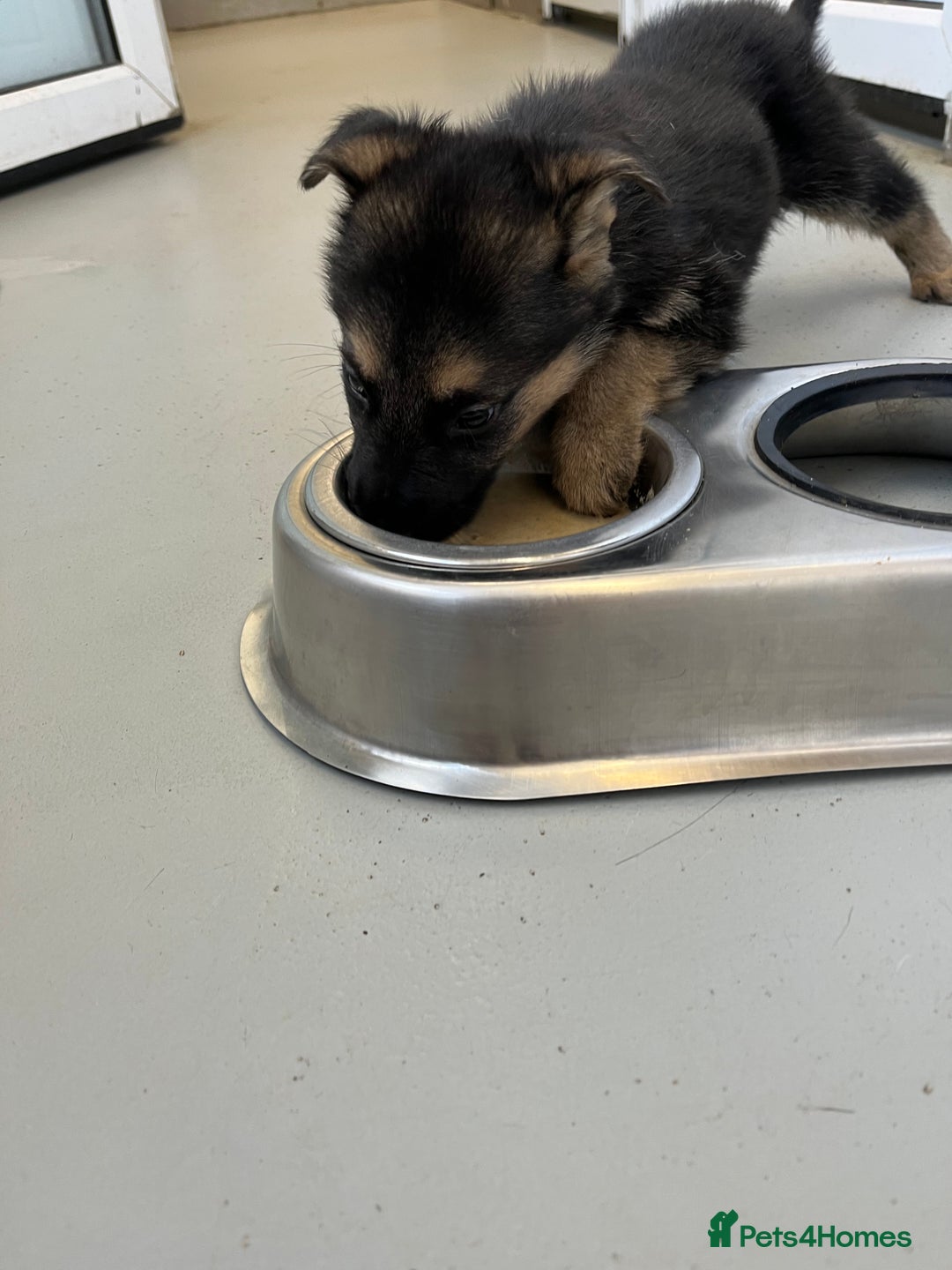 German Shepherd dogs for sale: Big beautiful big boned German Shepherd puppies - Image 10