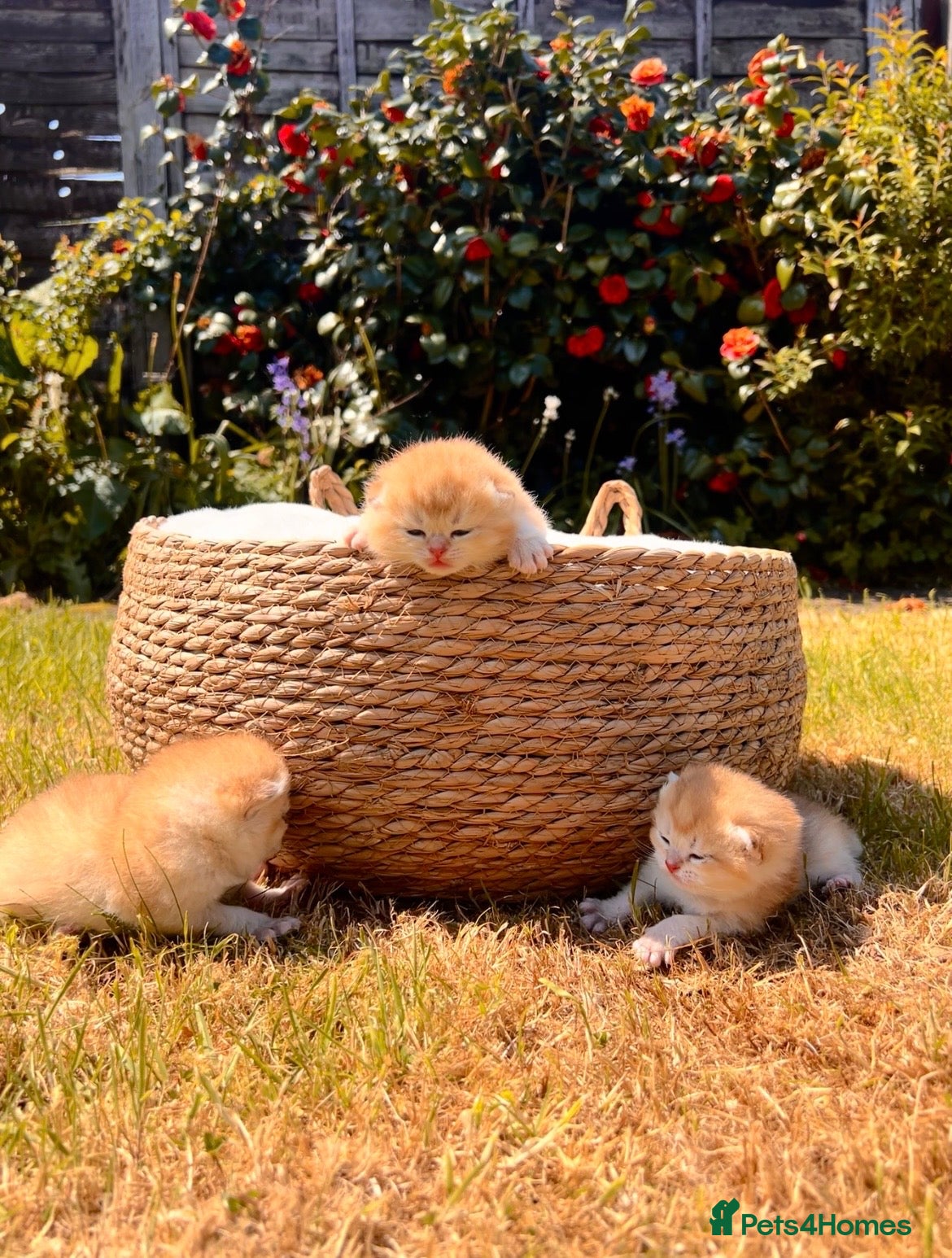 British Shorthair cats for sale: Champion🏆 🌈 GCCF golden/cinnamon BSH 🧸🍯 - Advert 1