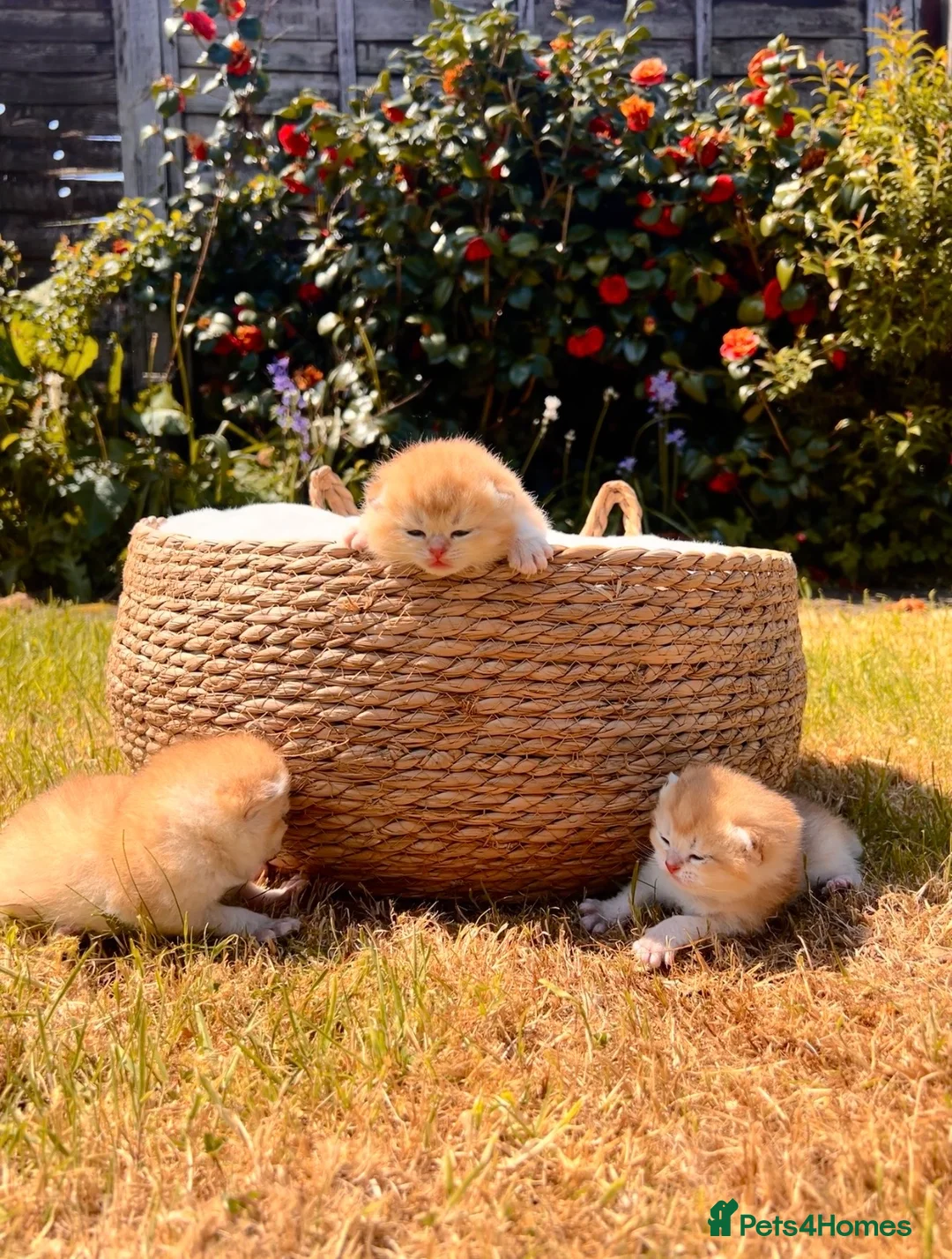 British Shorthair cats for sale: Champion🏆 🌈 GCCF golden/cinnamon BSH 🧸🍯 - Advert 1