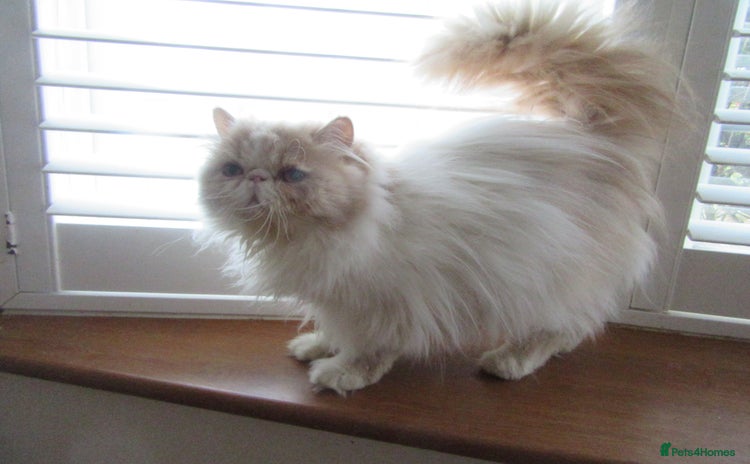 Persian cats - Advert 15
