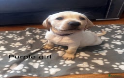Labrador Retriever dogs for sale:  Labrador puppies - Ready now  in Aberdeen - Image 21