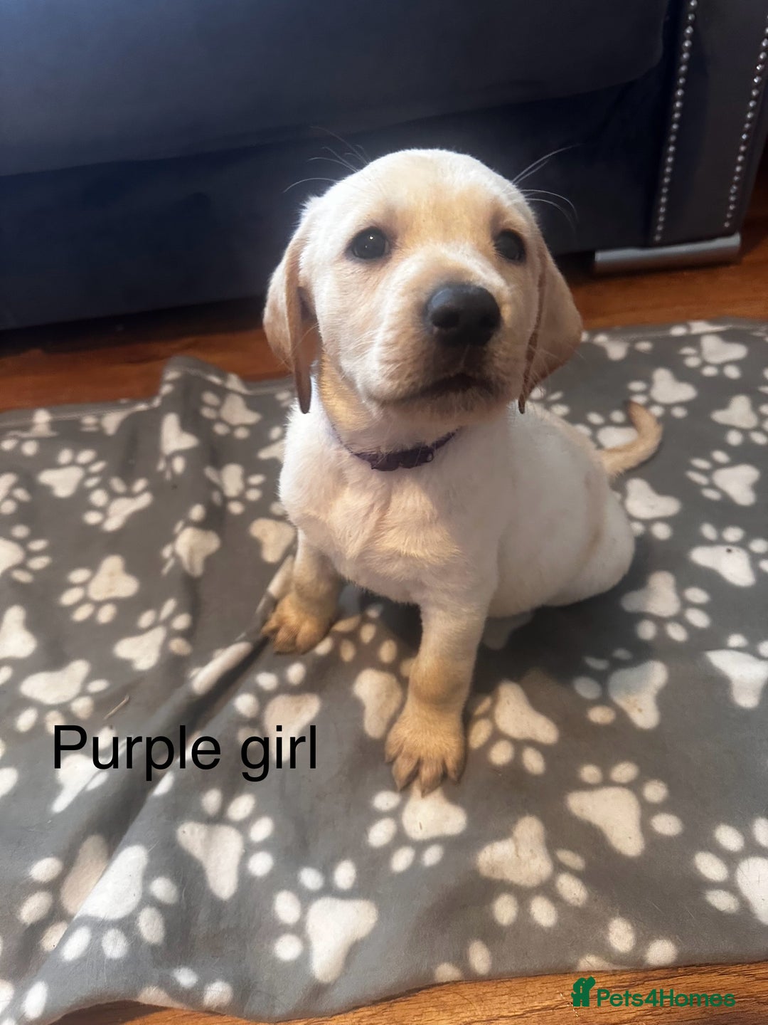 Labrador Retriever dogs for sale:  Labrador puppies - Ready now  in Aberdeen - Image 21