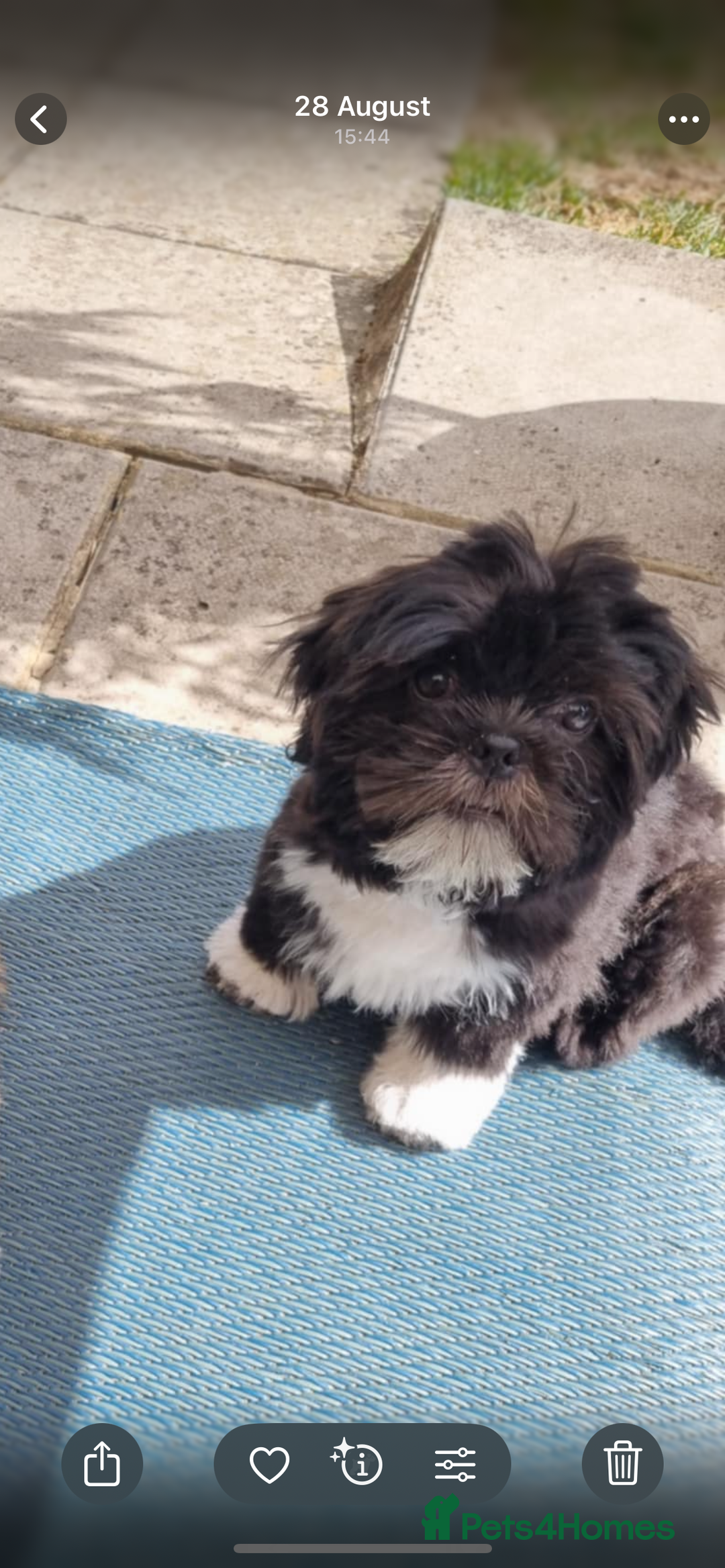 Shih Tzu dogs for sale: Teddy 5 months old Shih Tzu  - Image 1