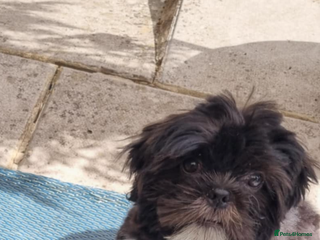 Shih Tzu dogs - Advert 35