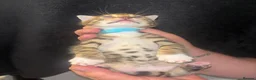 Bengal cats for sale: 4 beautiful bengal kittens! in Southampton - Advert 7