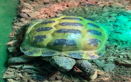 Tortoise reptiles for sale: Horsefield tortoise male - Image 1