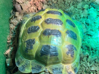 Tortoise reptiles - Advert 1