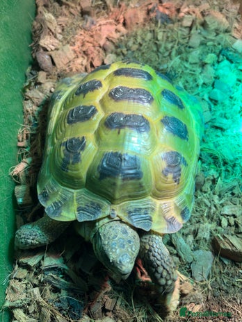 Tortoise reptiles - Advert 1