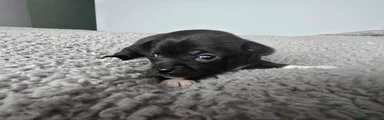 Chihuahua Puppy 5