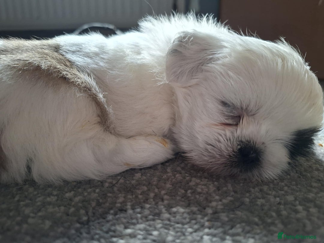 Shih Tzu dogs for sale:  ShihTzu puppies 1 girl  - Image 6