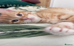 British Shorthair cats for sale: 3 month old kitten. ginger  - Image 3