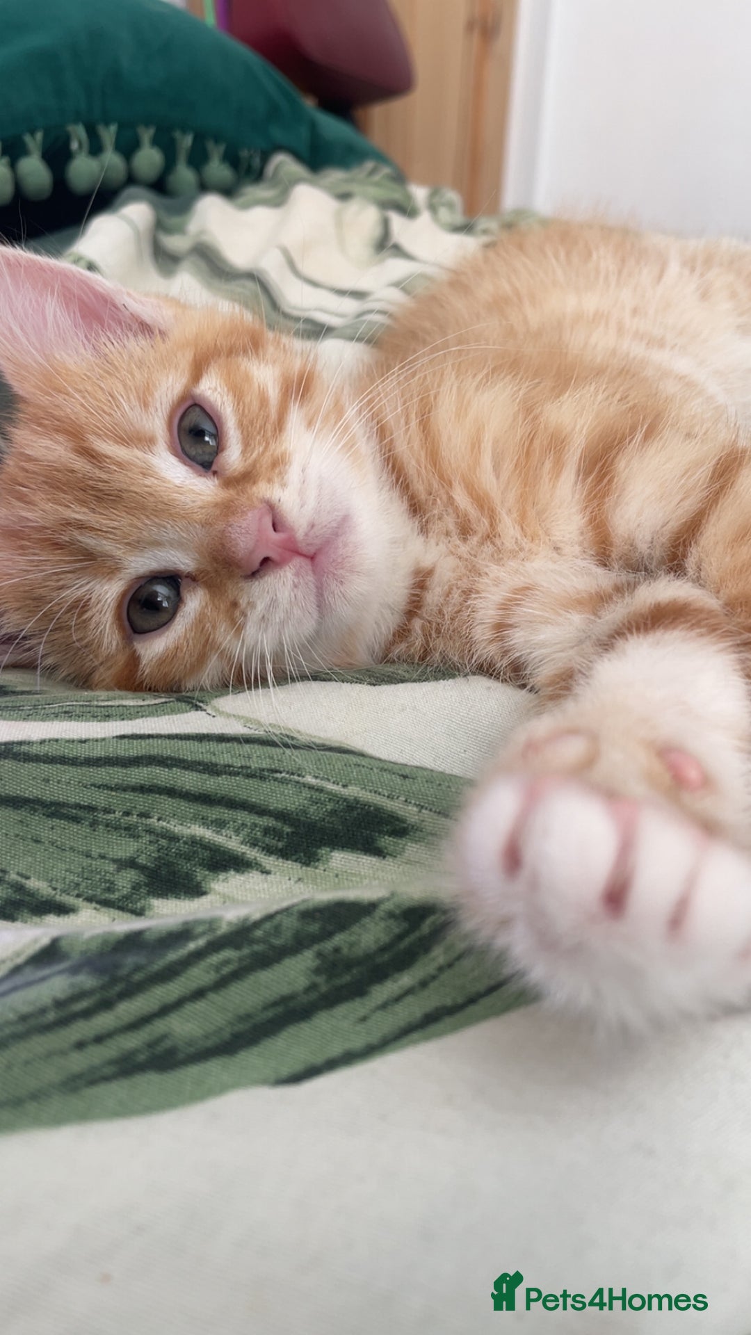 British Shorthair cats for sale: 3 month old kitten. ginger  - Image 3