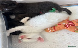 Mixed Breed cats for sale: Beautiful kittens  - Image 1