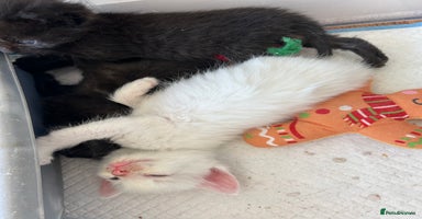 Mixed Breed cats - Advert 2