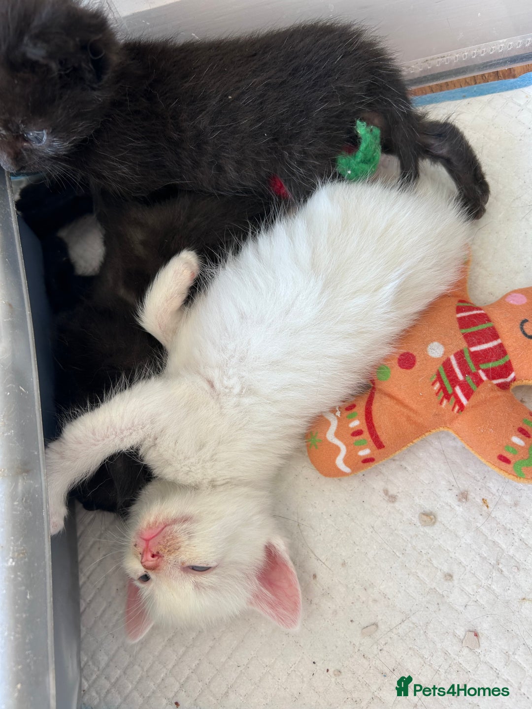Mixed Breed cats for sale: Beautiful kittens  - Image 1