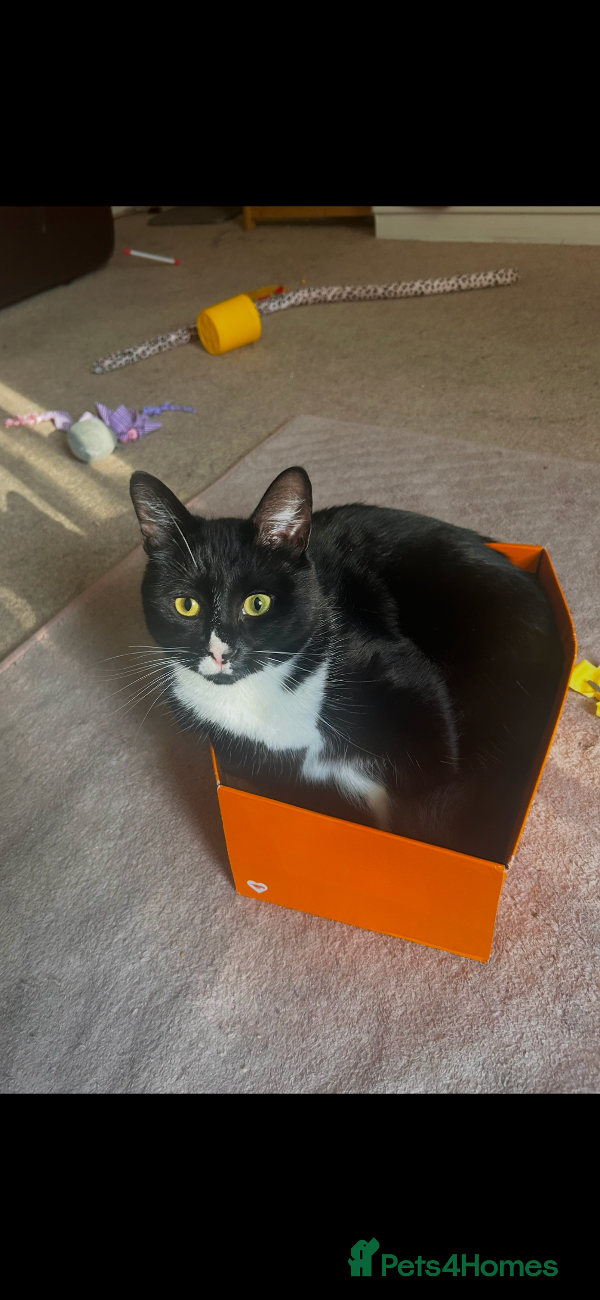 Domestic Shorthair cats Skylar - Advert 3