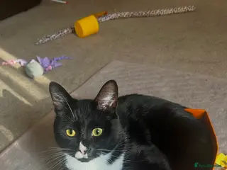 Domestic Shorthair cats Skylar - Advert 3