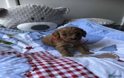 Cavapoo dogs for sale: Beautiful F1 Cavapoo puppies  - Image 12