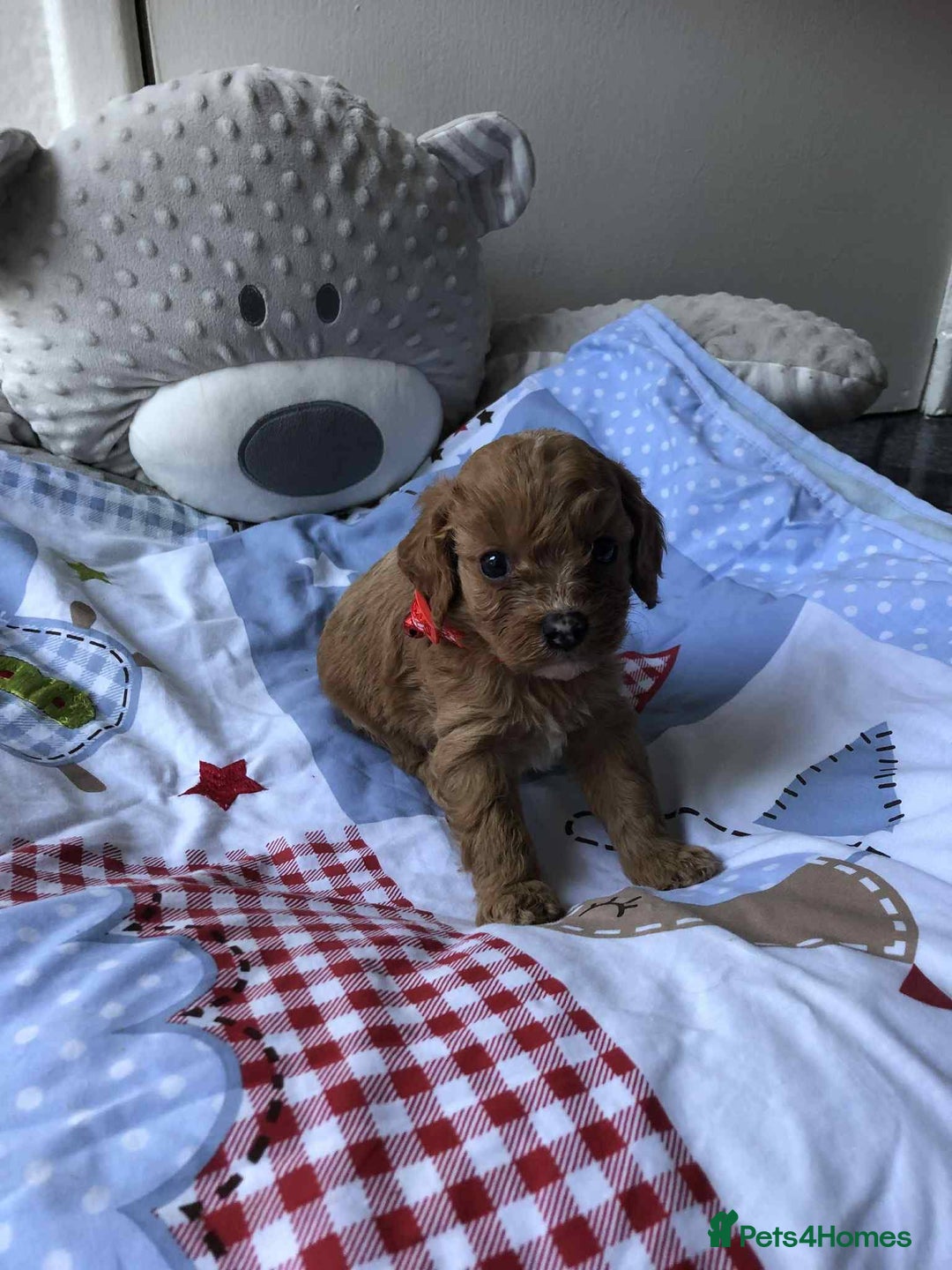 Cavapoo dogs for sale: Beautiful F1 Cavapoo puppies  - Image 12