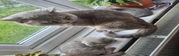 British Shorthair cats for sale: British Shorthair Kittens  - Advert 12