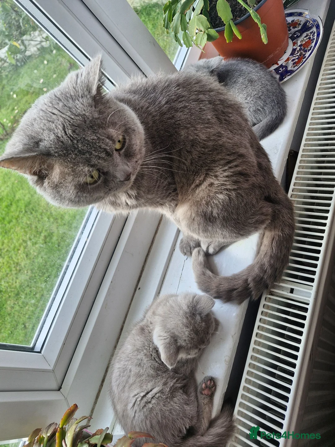 British Shorthair cats for sale: British Shorthair Kittens  - Advert 12