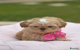 Shih Tzu dogs for sale: Stunning tiny imperial karashishi puppies - Image 12