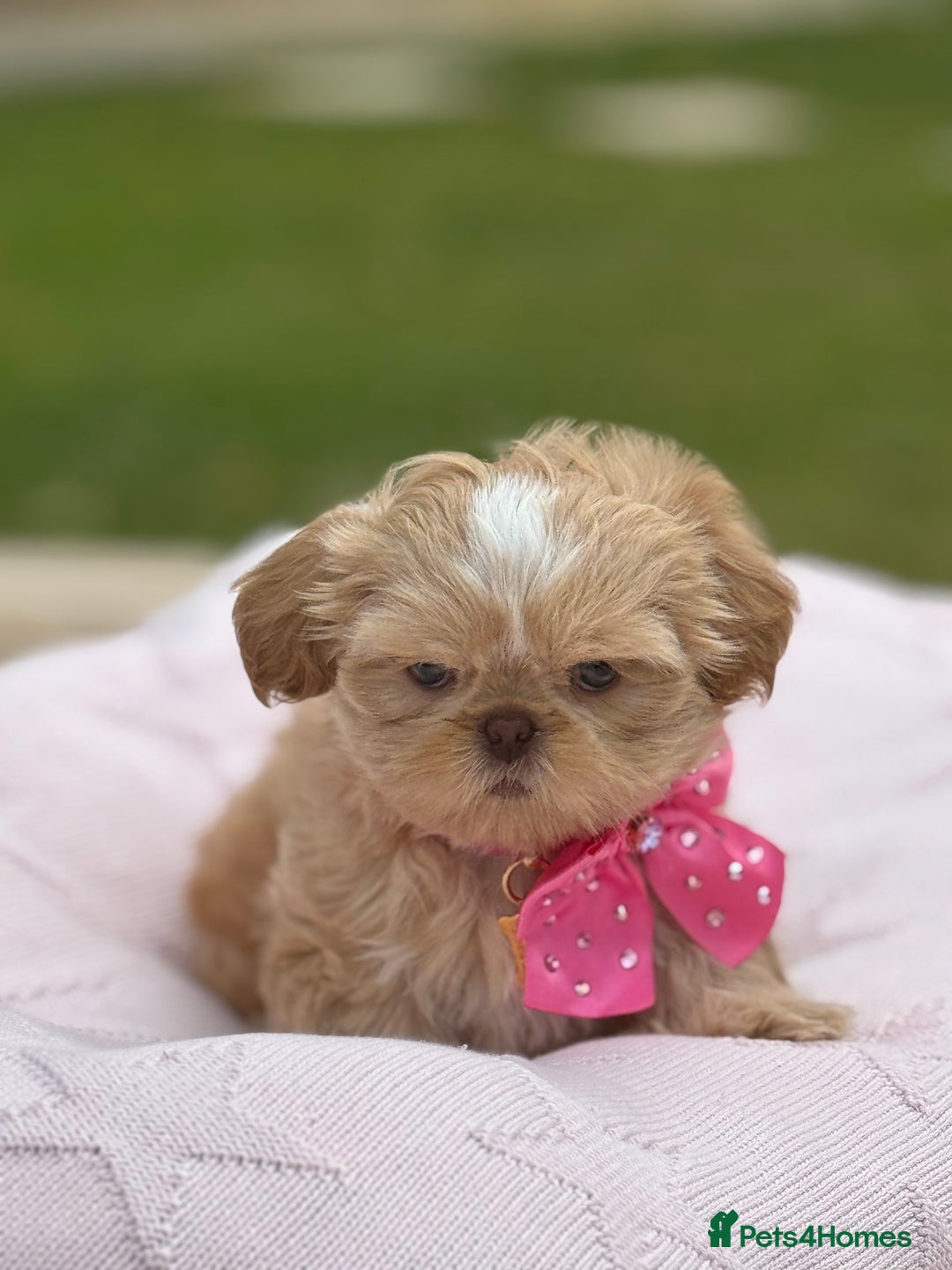 Shih Tzu dogs for sale: Stunning tiny imperial karashishi puppies - Image 12