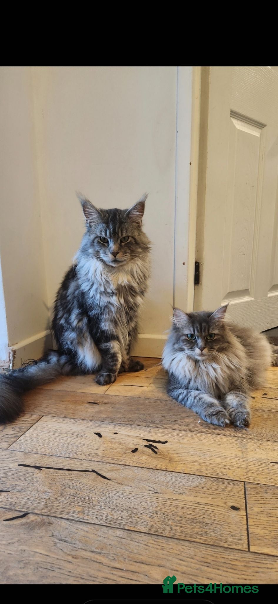 Maine Coon cats Ready now adorable maine coon Kittens 4bs & 1g - Advert 1