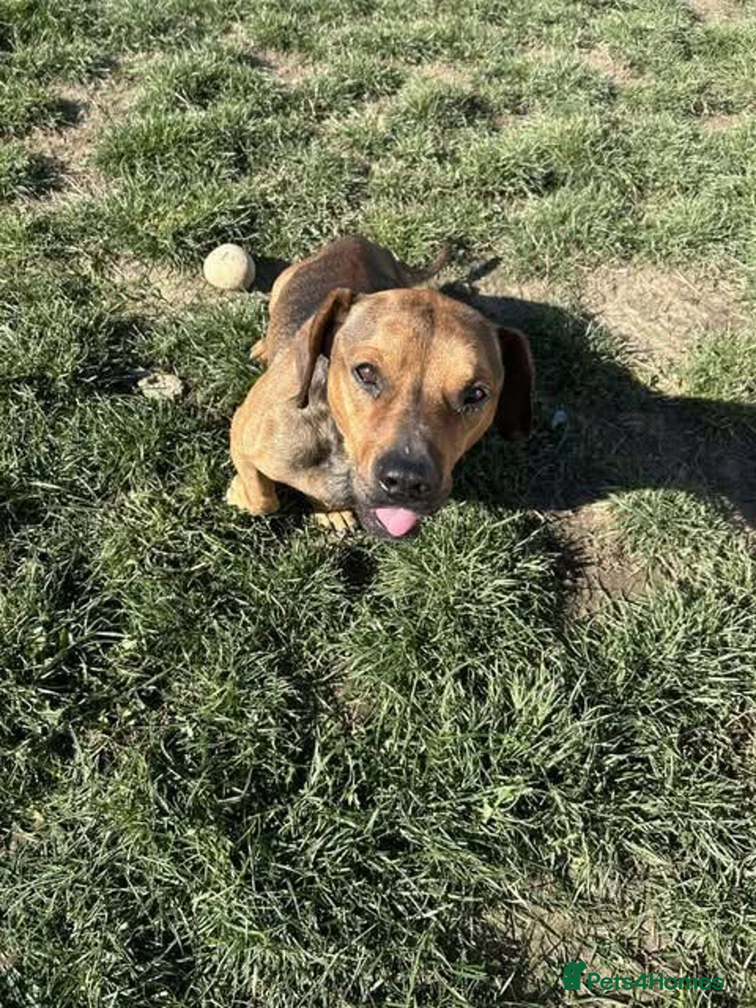 Mixed Breed dogs for adoption: Rescue boy Noodle is looking for his forever home - Advert 18