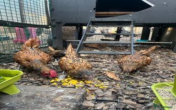 Chickens poultry for sale: Breeding trio of gold seabrights and chicks  - Image 4