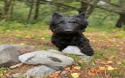 Scottish Terrier dogs for stud: KC Scottish Terrier for stud  - Image 2