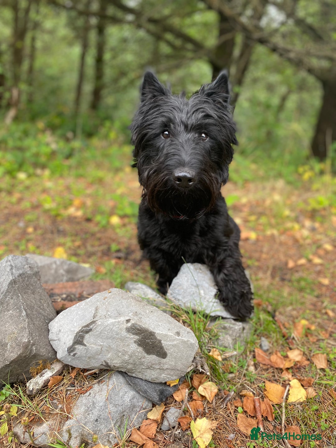 Scottish Terrier dogs for stud: KC Scottish Terrier for stud  - Image 2