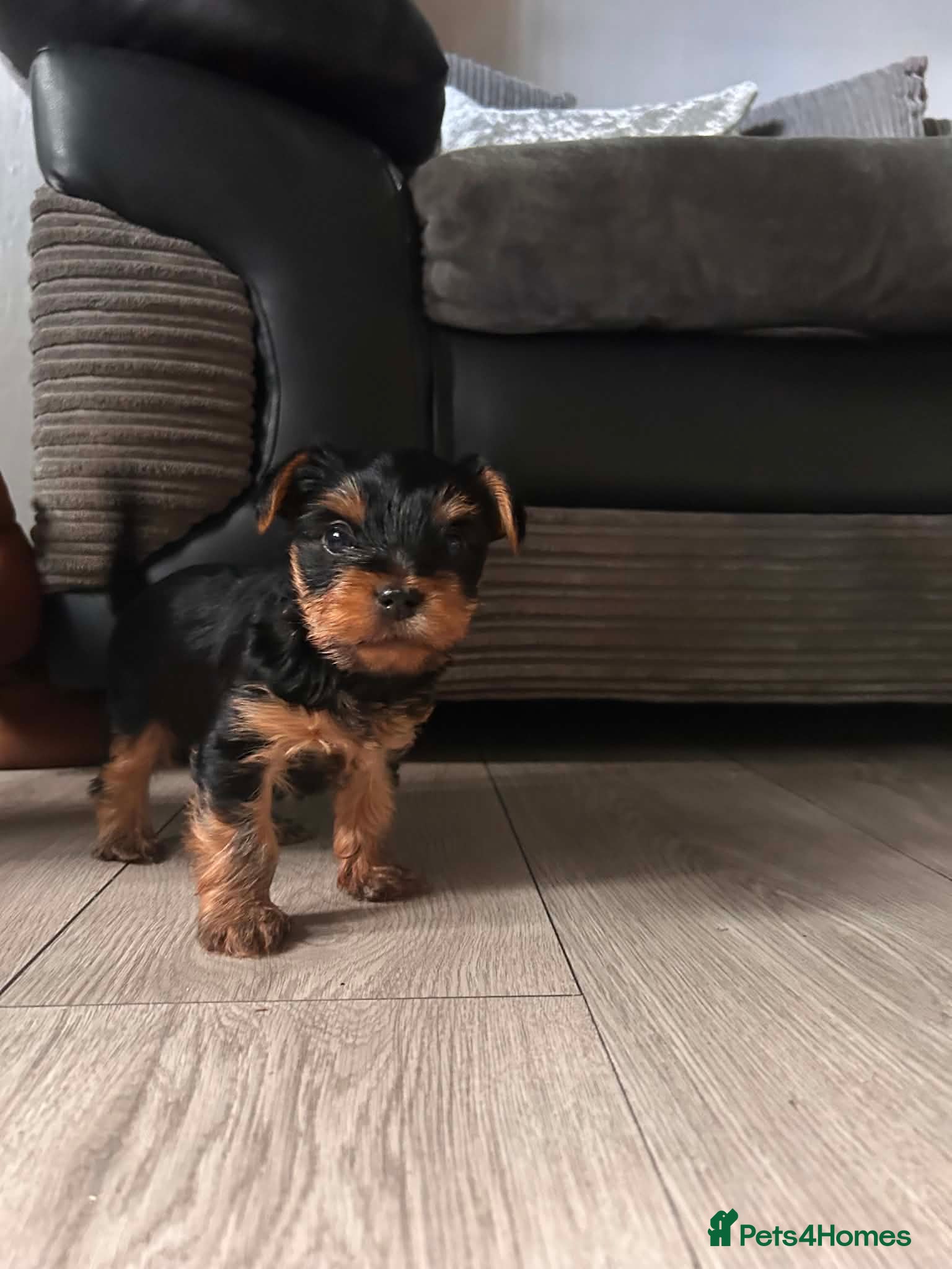 Yorkshire Terrier dogs Yorkshire terrier puppies  - Advert 5