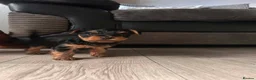 Yorkshire Terrier dogs for sale: Yorkshire terrier puppies  - Advert 1