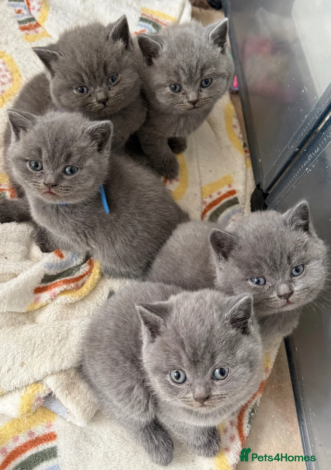 British Shorthair cats for sale: British shorthair kittens - Advert 2