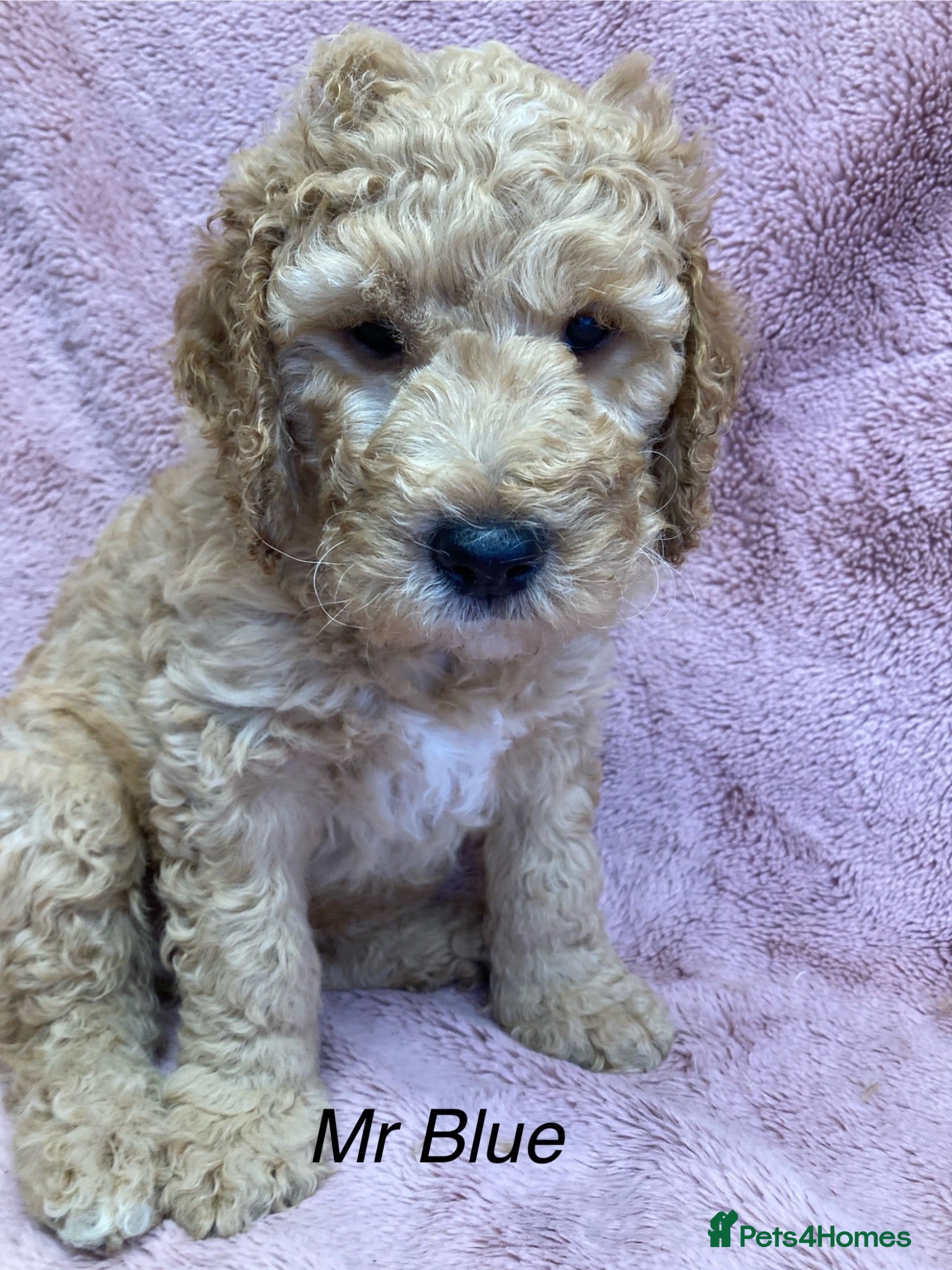 Labradoodle dogs Multigenerational Standard labradoodle puppies - Advert 1