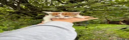 Mixed Breed cats for sale: Gorgeous kittens in Brierley Hill - Advert 3